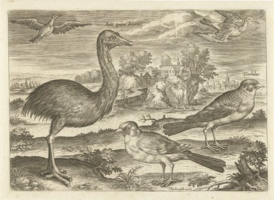 Algumas aves numa paisagem
Pássaros (título da série)
Avivm vivae (título da série) de Adriaen Collaert