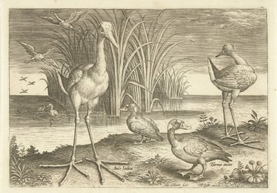 Algumas aves aquáticas em uma costa Aves (título da série) Avivm vivae (título da série) de Adriaen Collaert