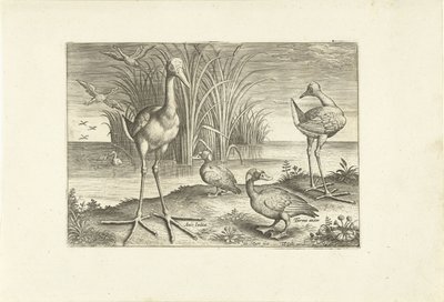 Algumas aves aquáticas numa margem
Pássaros (título da série)
Avivm vivae (título da série) de Adriaen Collaert