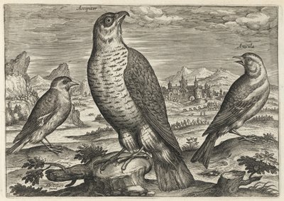Falcão e pardais de Adriaen Collaert
