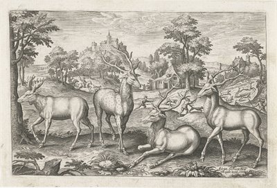 cervo Animais de quatro patas (título da série) Animalivm Qvaddrvpedvm (título da série) de Adriaen Collaert