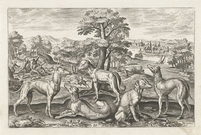 Cães de caça
Animais de quatro patas (título da série)
Animalivm Qvaddrvpedvm (título da série) de Adriaen Collaert