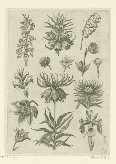 Johann Nepomuk Cavaleiro Imperial de Humbourg de Adriaen Collaert