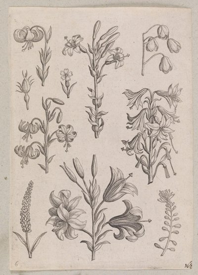 Lírios de Adriaen Collaert