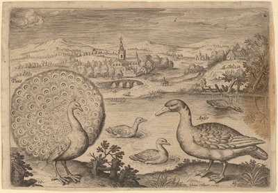 Pavão e Ganso de Adriaen Collaert