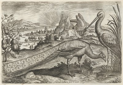 Pavão e cegonha de Adriaen Collaert