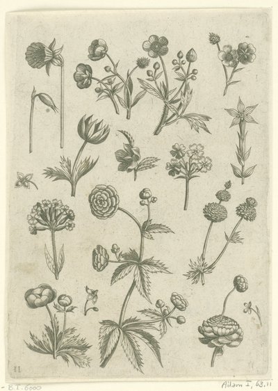 Ranúnculo, primula e ranúnculos
Florilegium (título da série) de Adriaen Collaert