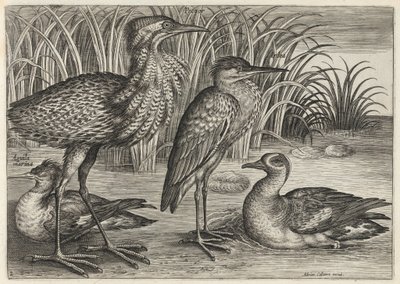  de Adriaen Collaert