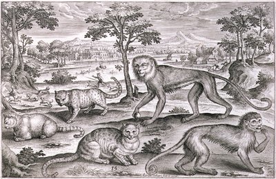 Três Gatos e Dois Macacos (gravura) de Adriaen Collaert