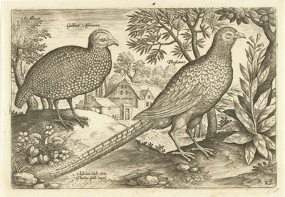 Duas galinhas em uma paisagem Avivm Vivae (título da série) Aves (título da série) de Adriaen Collaert