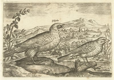 Dois pássaros em uma paisagem Avium Vivae (título da série) Aves (título da série) de Adriaen Collaert