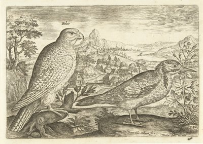 Dois pássaros numa paisagem
Avivm Vivae (título da série)
Pássaros (título da série) de Adriaen Collaert