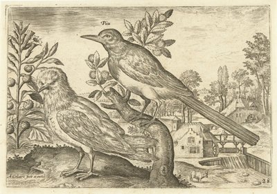 Dois pássaros em uma paisagem Aves (título da série) Avium Vivae (título da série) de Adriaen Collaert