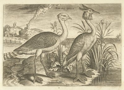 Duas aves pernaltas em uma paisagem Aves (título da série) Avivm vivae (título da série) de Adriaen Collaert