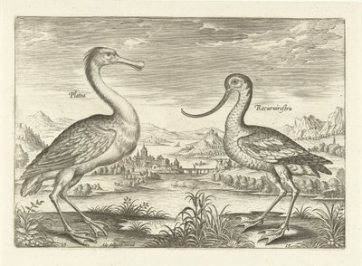 Duas aves pernaltas numa paisagem fluvial
Pássaros (título da série)
Avivm Vivae (título da série) de Adriaen Collaert