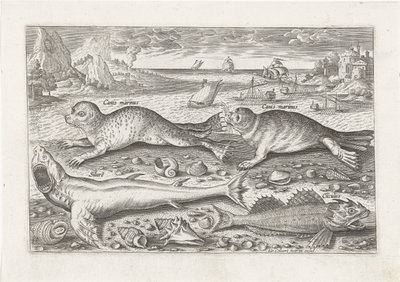 Duas focas e dois peixes na praia Pesca (título da série) Piscivm vivae icons (título da série) de Adriaen Collaert