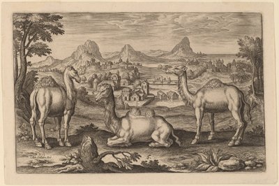 Dois dromedários e um camelo de Adriaen Collaert