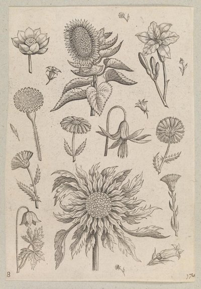 Dois girassóis de Adriaen Collaert