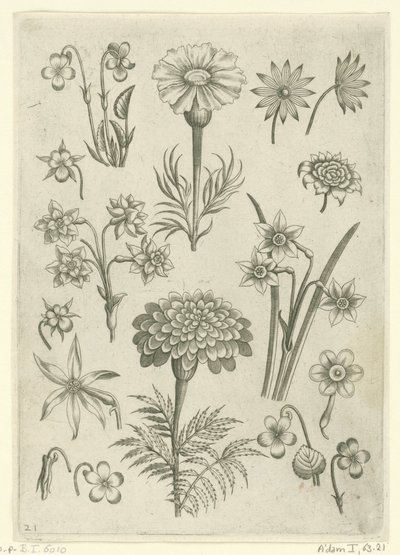 Várias flores, mariscos e narcisos
Florilegium (título da série) de Adriaen Collaert