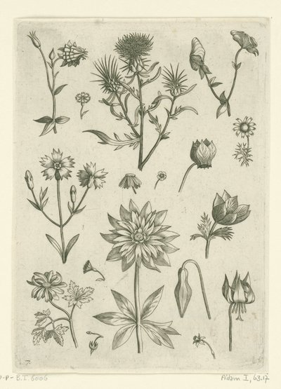 Várias flores, incluindo akelei e ciclame
Florilegium (título da série) de Adriaen Collaert