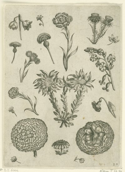 Várias flores, incluindo crisântemo e cardo
Florilegium (título da série) de Adriaen Collaert