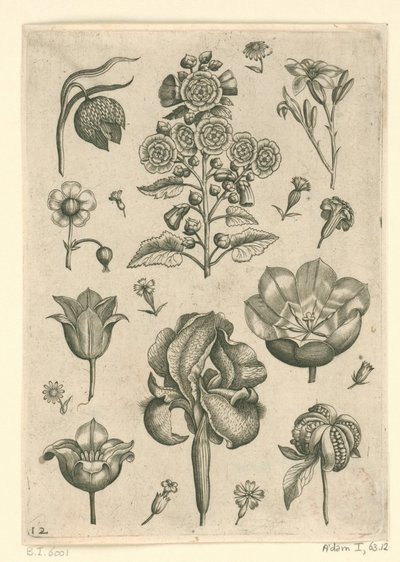 Várias flores, incluindo íris e violeta Florilegium (título da série) de Adriaen Collaert