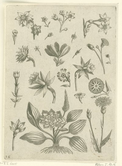 Várias flores, incluindo narcisos de trombeta Florilegium (título da série) de Adriaen Collaert