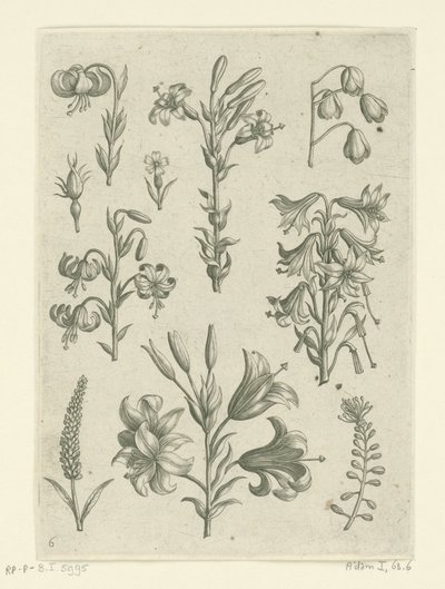 Quatro lírios grandes e algumas flores mais pequenas
Florilegium (título da série) de Adriaen Collaert