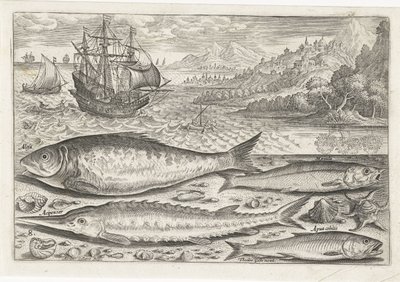 Quatro peixes na praia Pesca (título da série) Ícones de Piscium vivae (título da série) de Adriaen Collaert