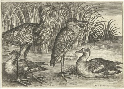 Quatro aves pernalta ao longo de um banco
Pássaros (título da série)
Avivm vivae (título da série) de Adriaen Collaert