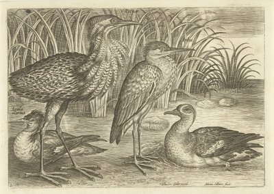 Quatro aves pernaltas ao longo de uma margem do rio Aves (título da série) Avivm vivae (título da série) de Adriaen Collaert