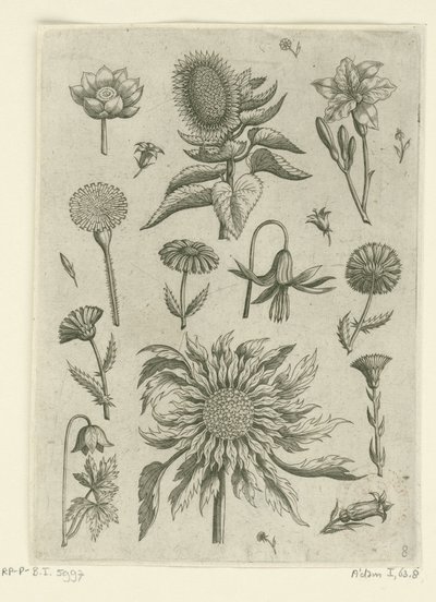 Girassol e outras flores.
Florilegium (título da série) de Adriaen Collaert