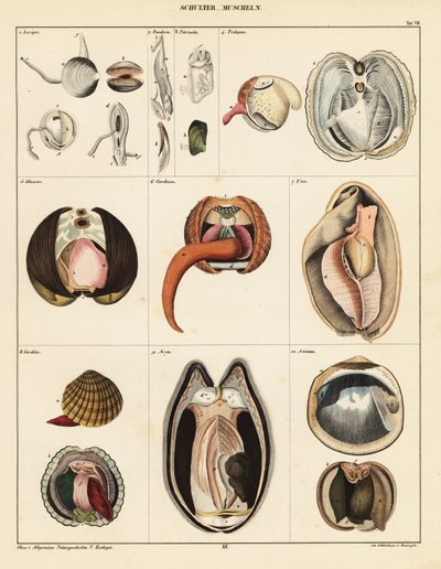 Anatomia de moluscos bivalves., 1841 (litografia) de Adrian Schleich