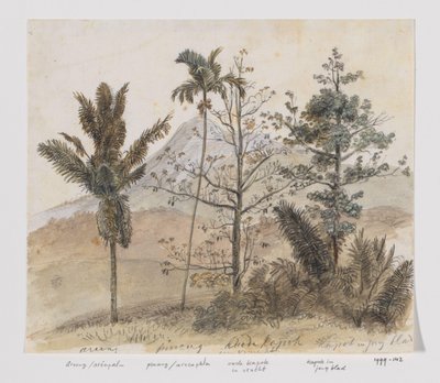 Árvores na paisagem montanhosa Java de Adrianus Johannes Bik