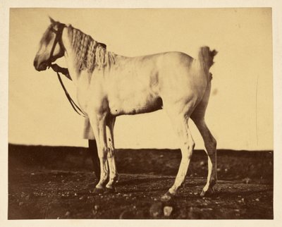 [Cavalo] de Adrien Alban Tournachon