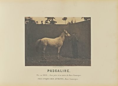 Pascalina de Adrien Alban Tournachon