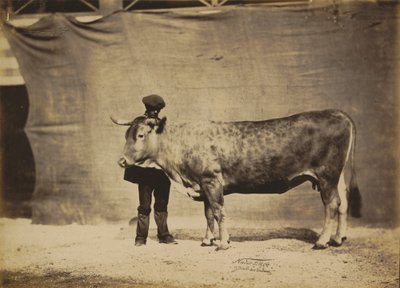 Vaca Garonnaise, 5 a 6 anos, 1856. de Adrien Alban Tournachon