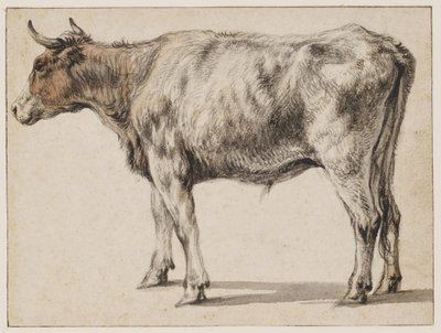Um jovem touro de pé de Aelbert Cuyp