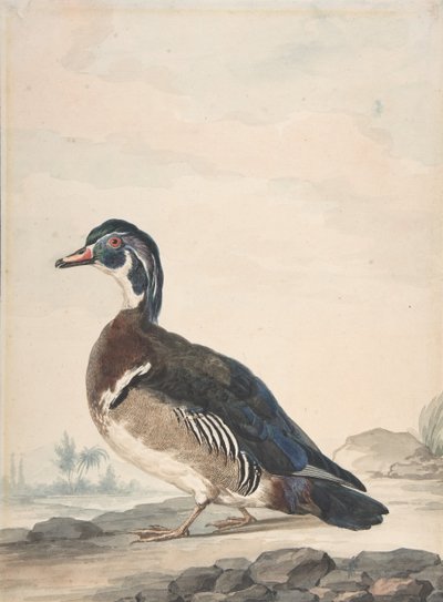 Um pato, 1725-92. de Aert Schouman