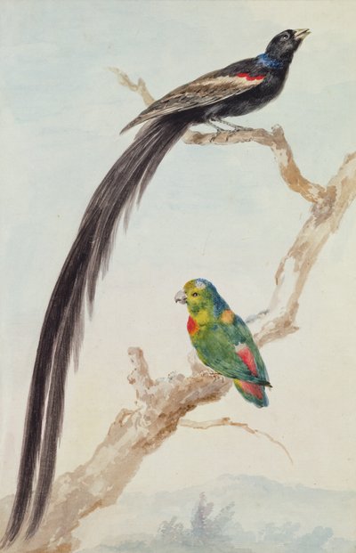 Uma viúva de cauda longa e um papagaio pendurado de coroa azul, 1783 (giz, wc e lápis sobre papel) de Aert Schouman