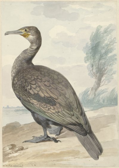 Corvo-marinho de Aert Schouman