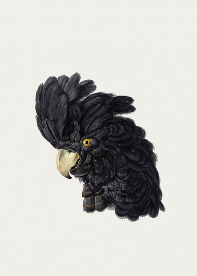 Cabeça de uma cacatua de Aert Schouman