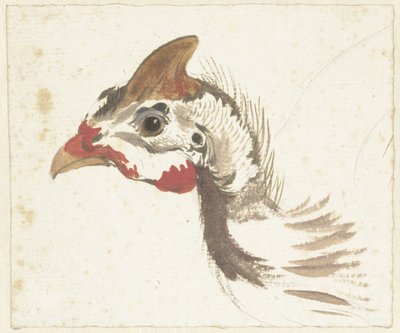 Cabeça de uma Guineafowl Helmeted de Aert Schouman