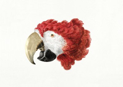 Arara de Aert Schouman