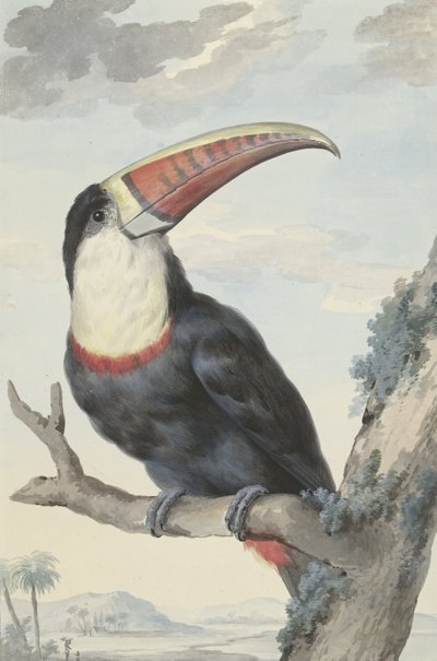 Tucano-de-bico-vermelho, 1748 de Aert Schouman