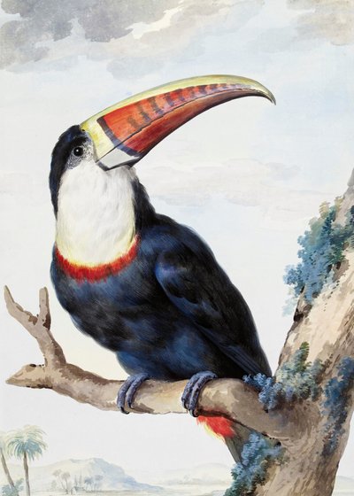 Tucano-de-bico-vermelho de Aert Schouman