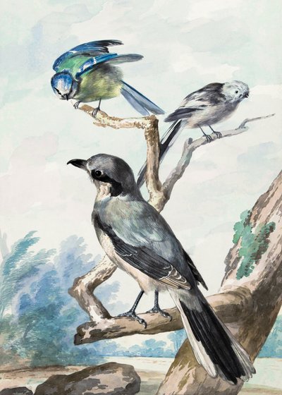 Três Pássaros de Aert Schouman