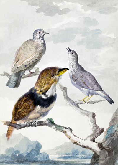Três pássaros, dois pombos-incas e um cuco-barbudo-de-colarinho de Aert Schouman