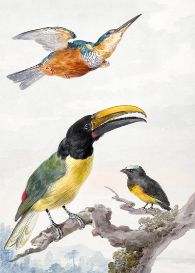 Três pássaros: um martim-pescador, um tucano do Príncipe Von Wied e um pardal de Aert Schouman