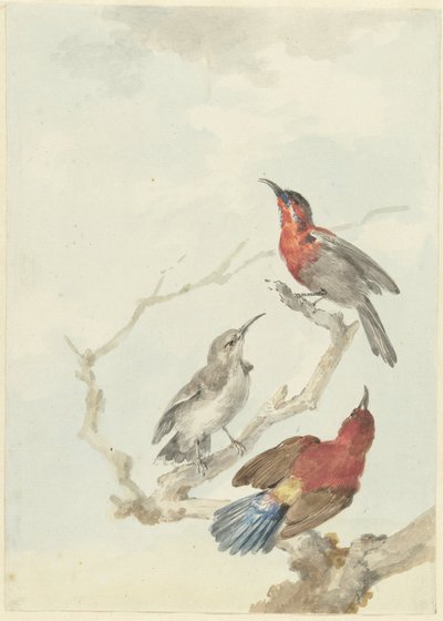 Três pássaros solares carmesim de Aert Schouman